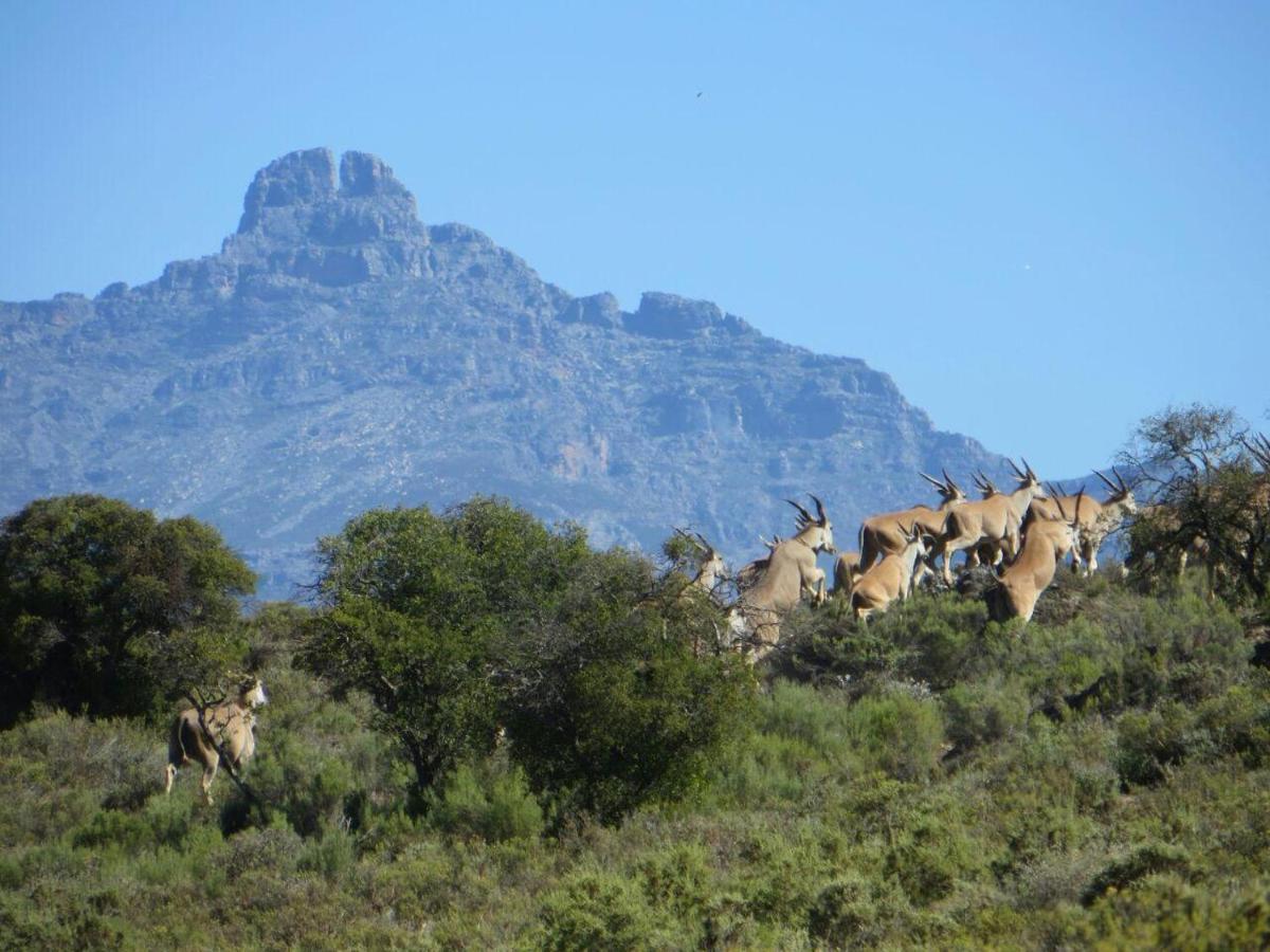 Rooiberg Wild Private Game Reserve レディスミス エクステリア 写真