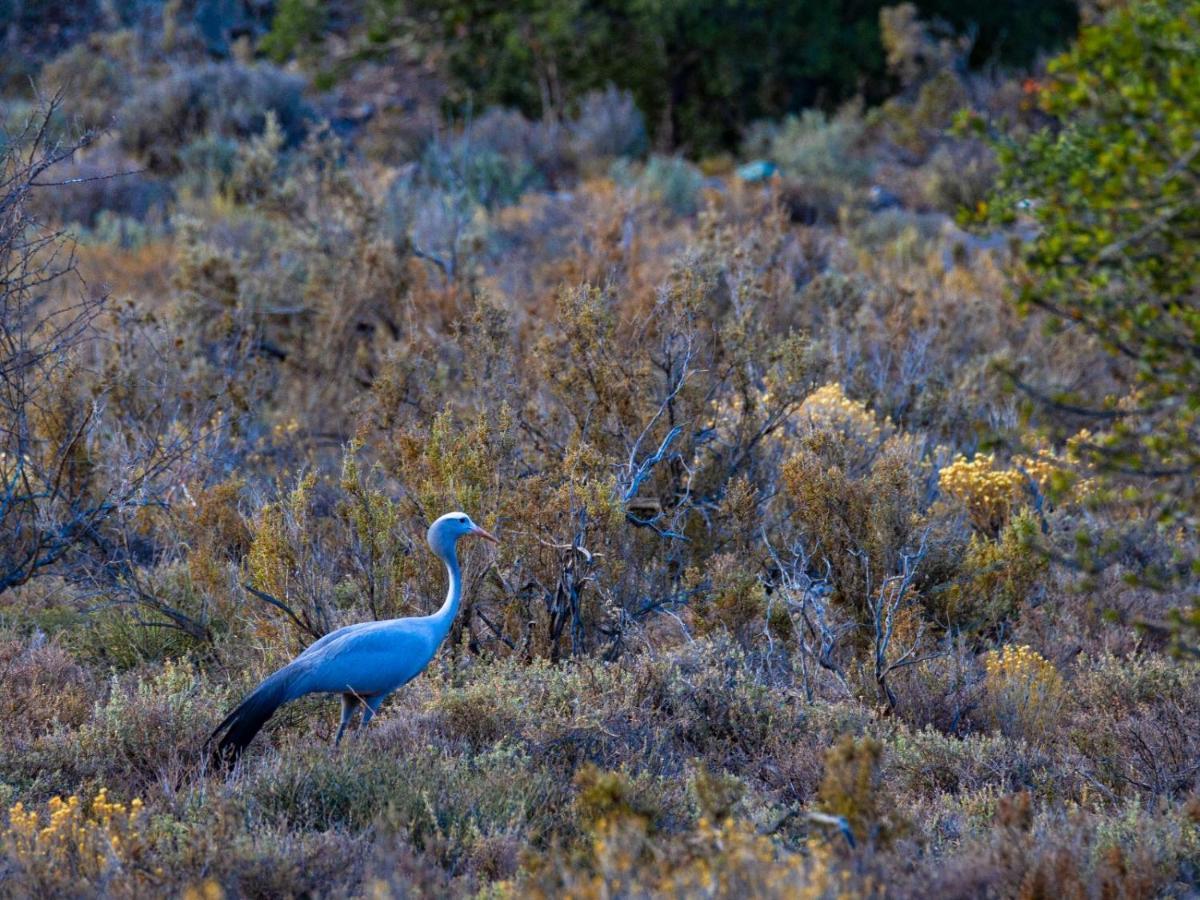 Rooiberg Wild Private Game Reserve レディスミス エクステリア 写真