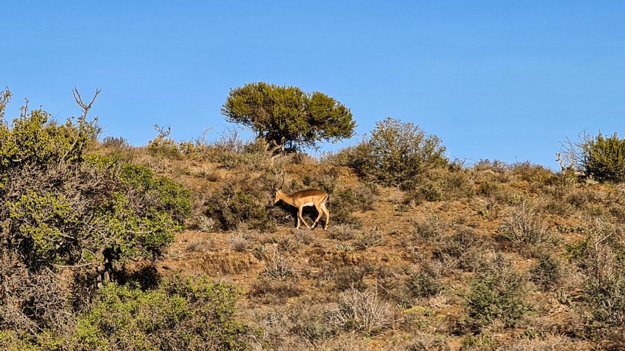 Rooiberg Wild Private Game Reserve レディスミス エクステリア 写真