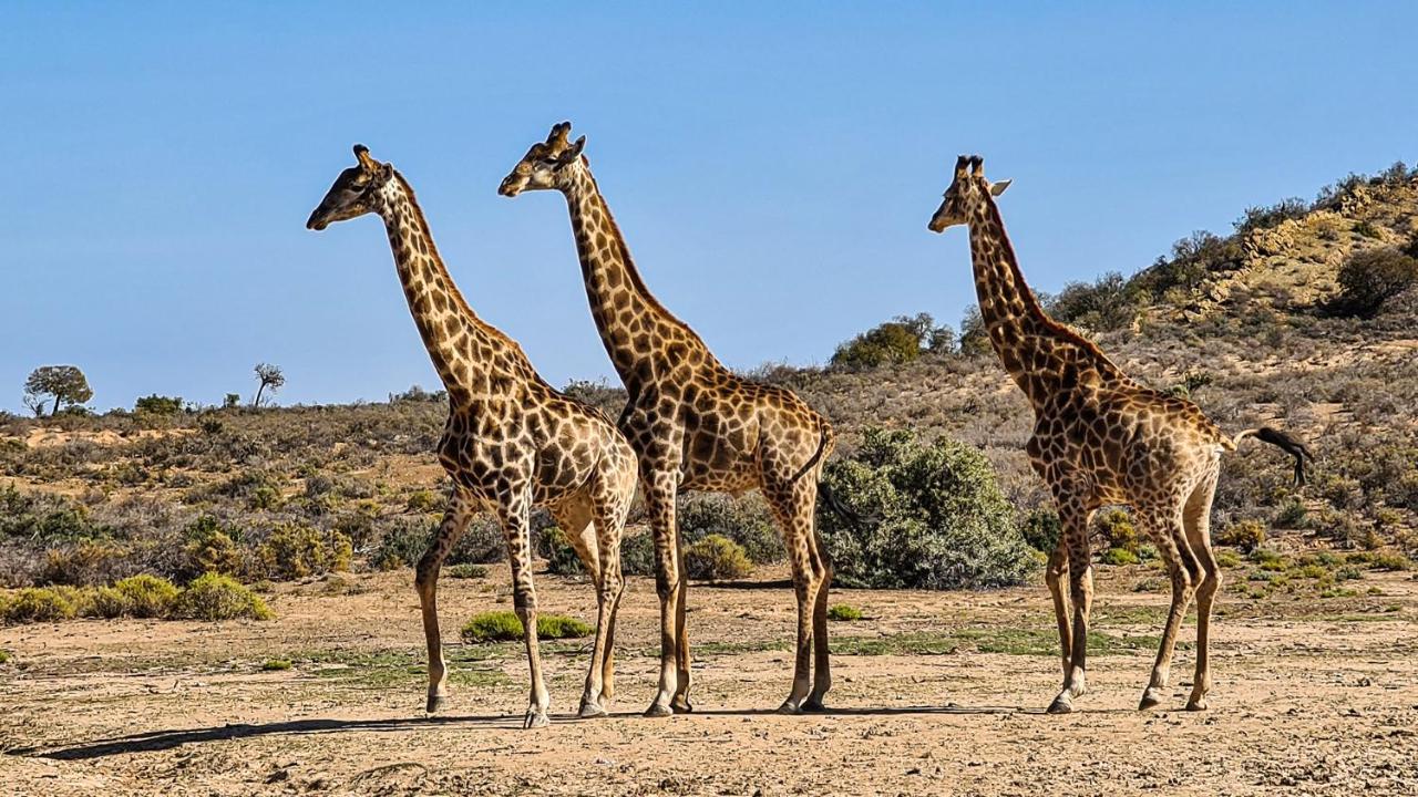Rooiberg Wild Private Game Reserve レディスミス エクステリア 写真